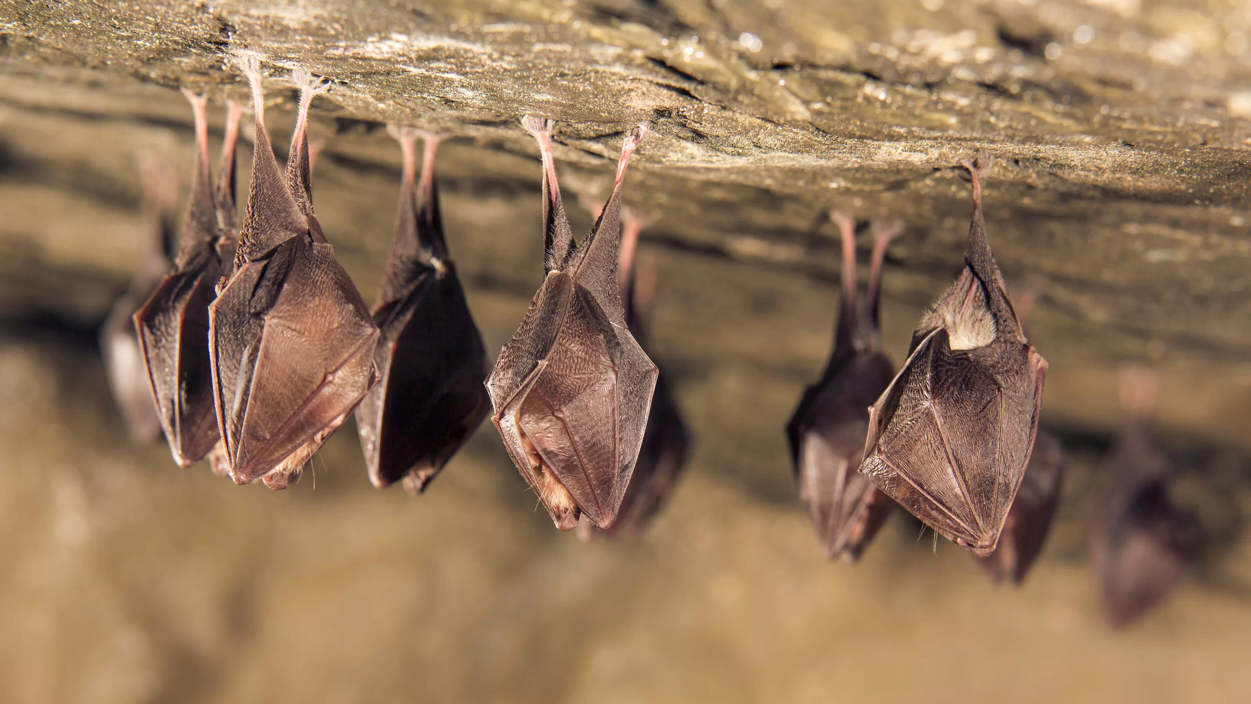 Dedetização de morcegos na Praia do Tombo