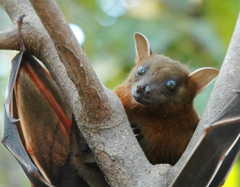 Dedetização de morcegos em Caraguatatuba